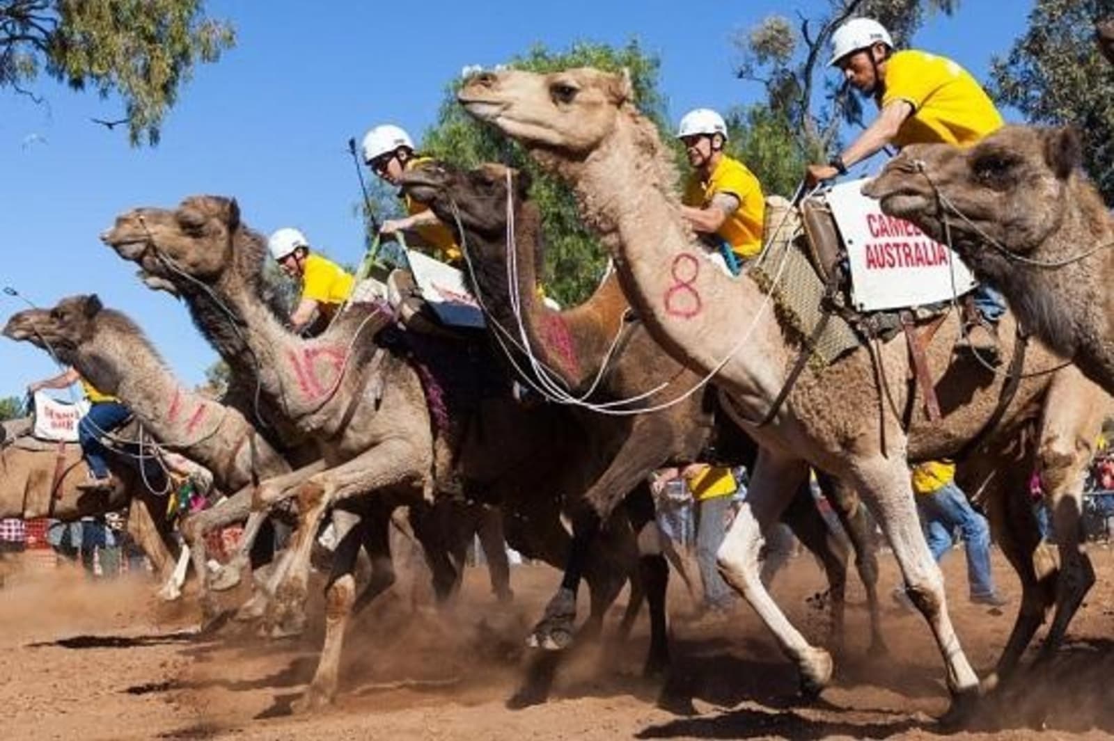 2012-Lasseters-Camel-Cup-racestart.jpg