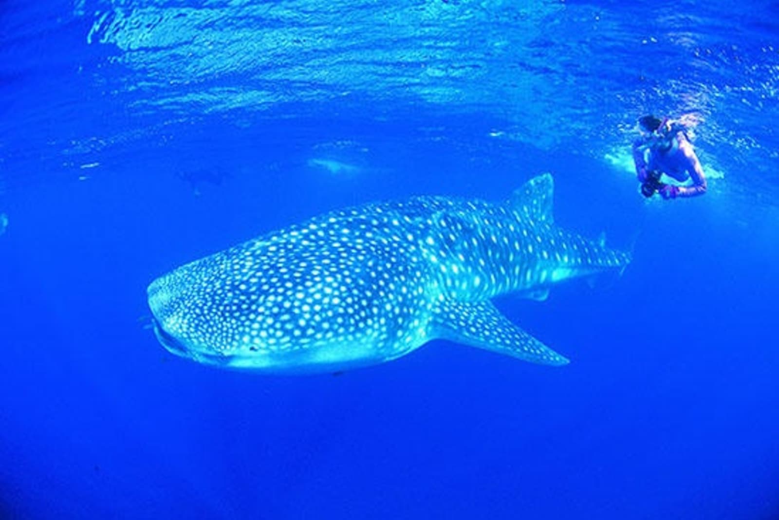 5Diver-with-a-whale-shark-Ningaloo.jpg