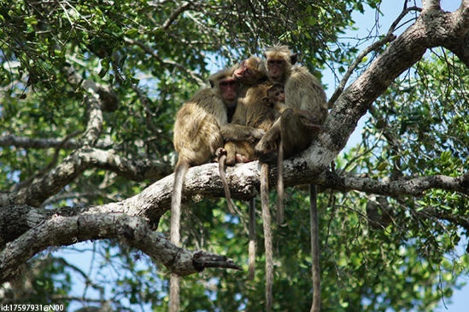 6-Monkeys-at-Yala-FLICKR-id17597931@N00.jpeg