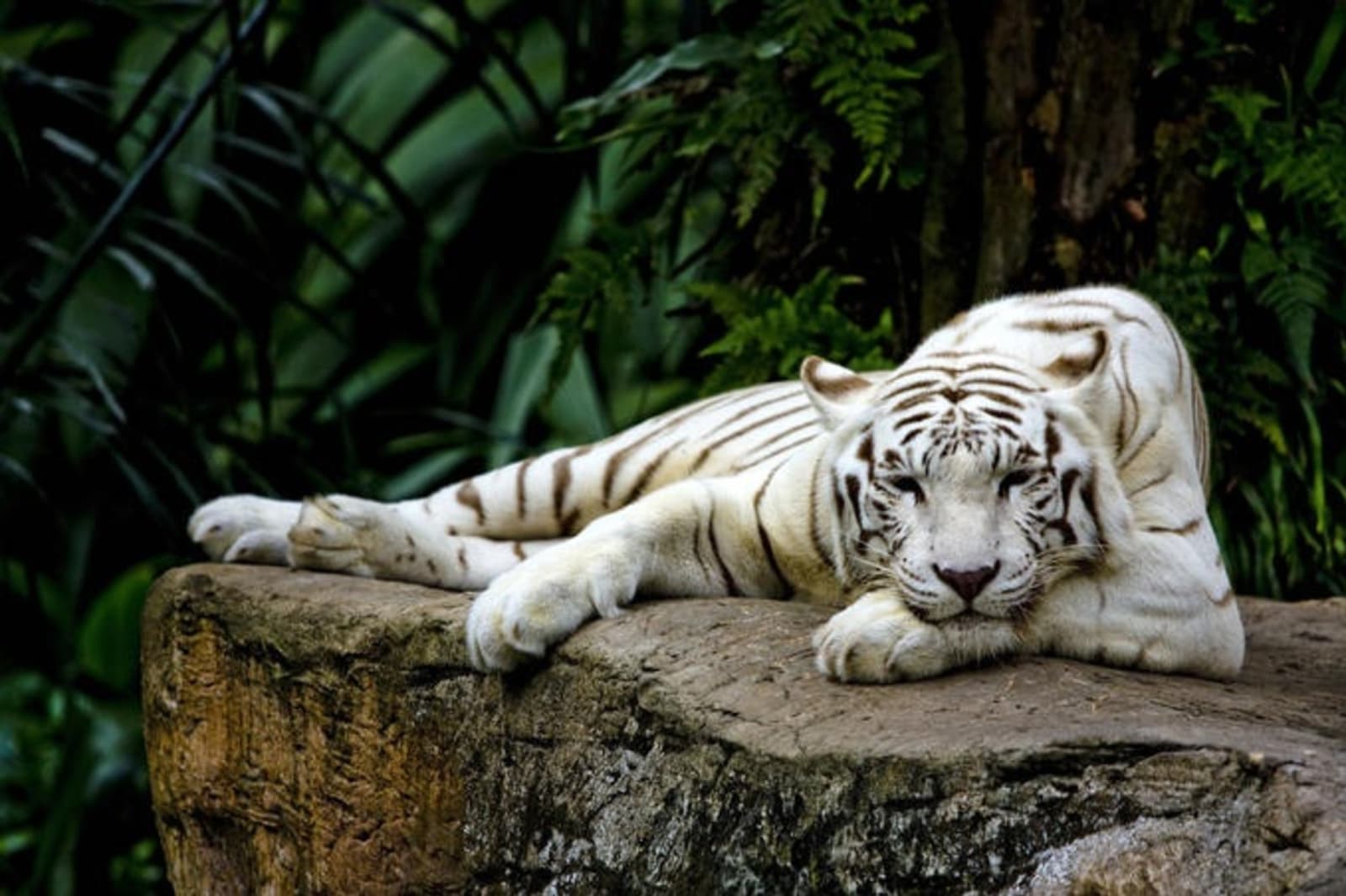 6-sg-clean-singapore-zoo-gettyimages-118825889.jpeg