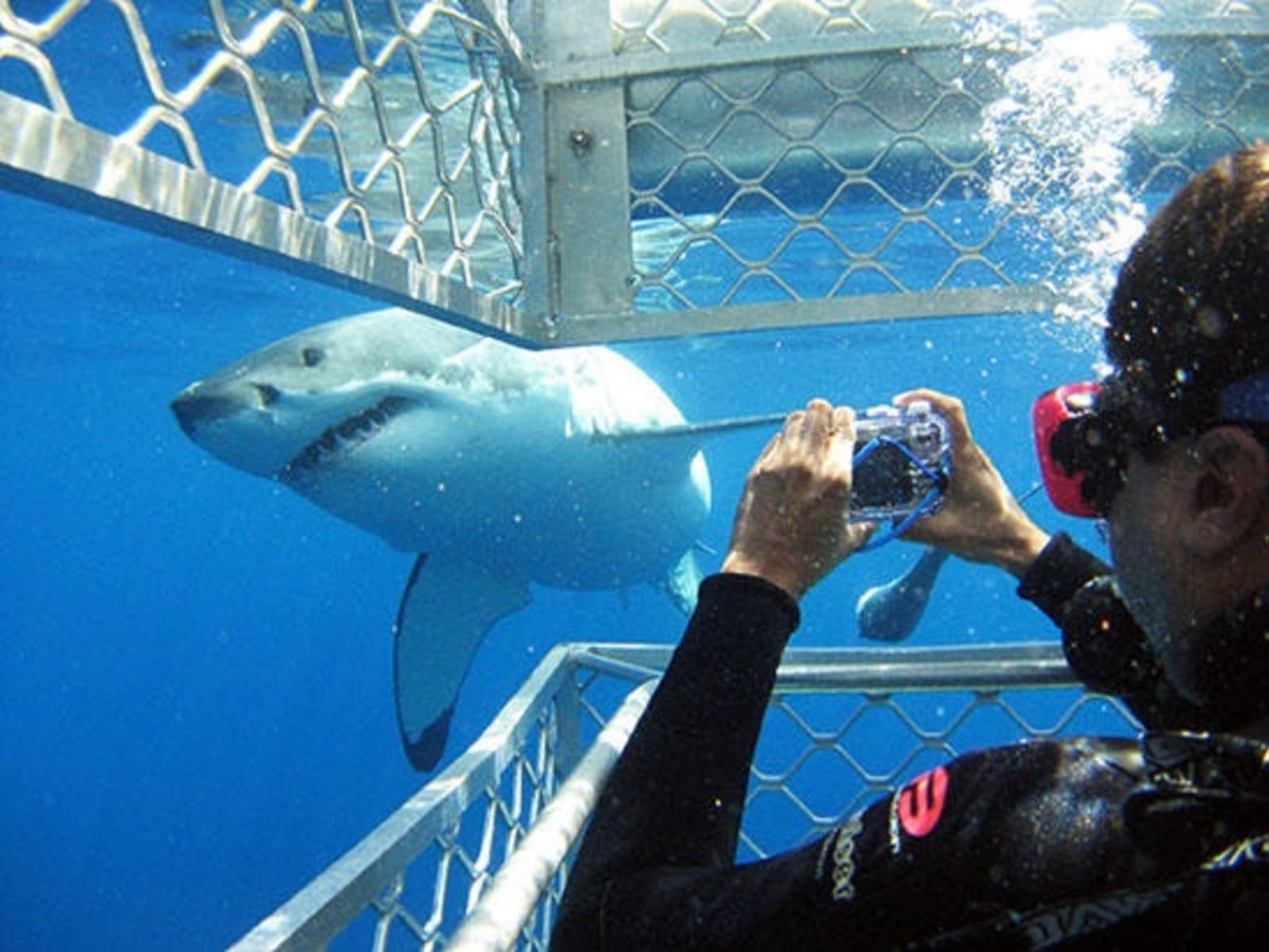6Eyre-Peninsula-shark-cage-diving.jpg