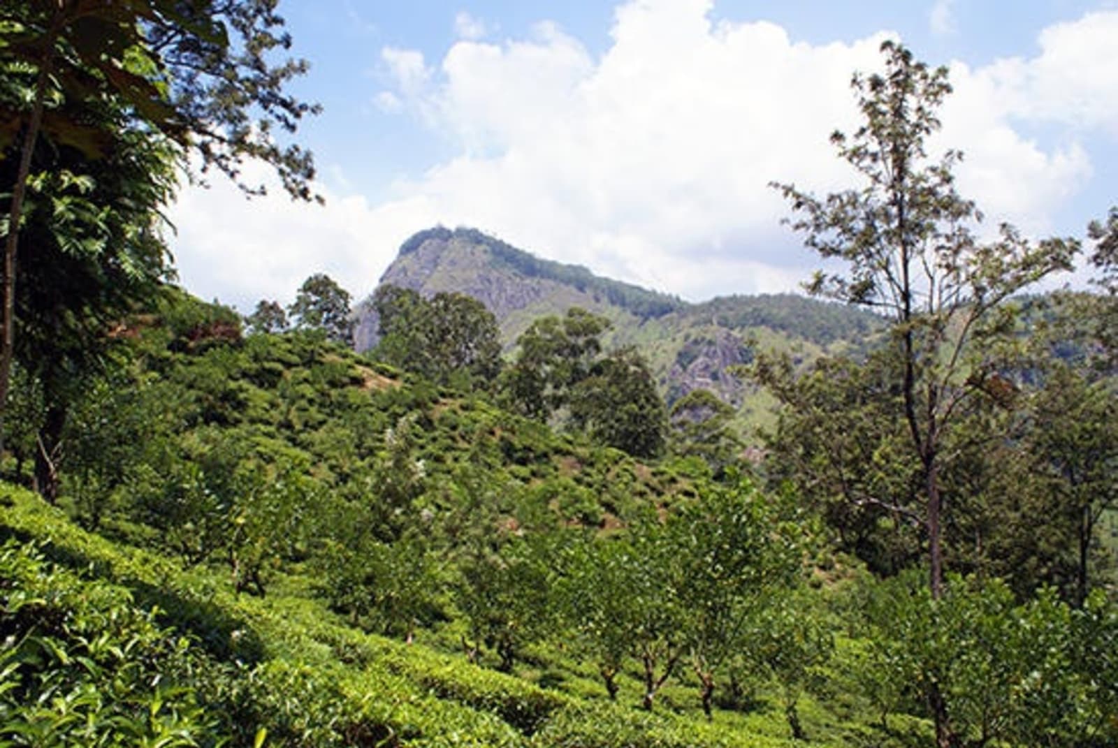 7SriLanka_Tea-plantation-in-mountain.jpeg