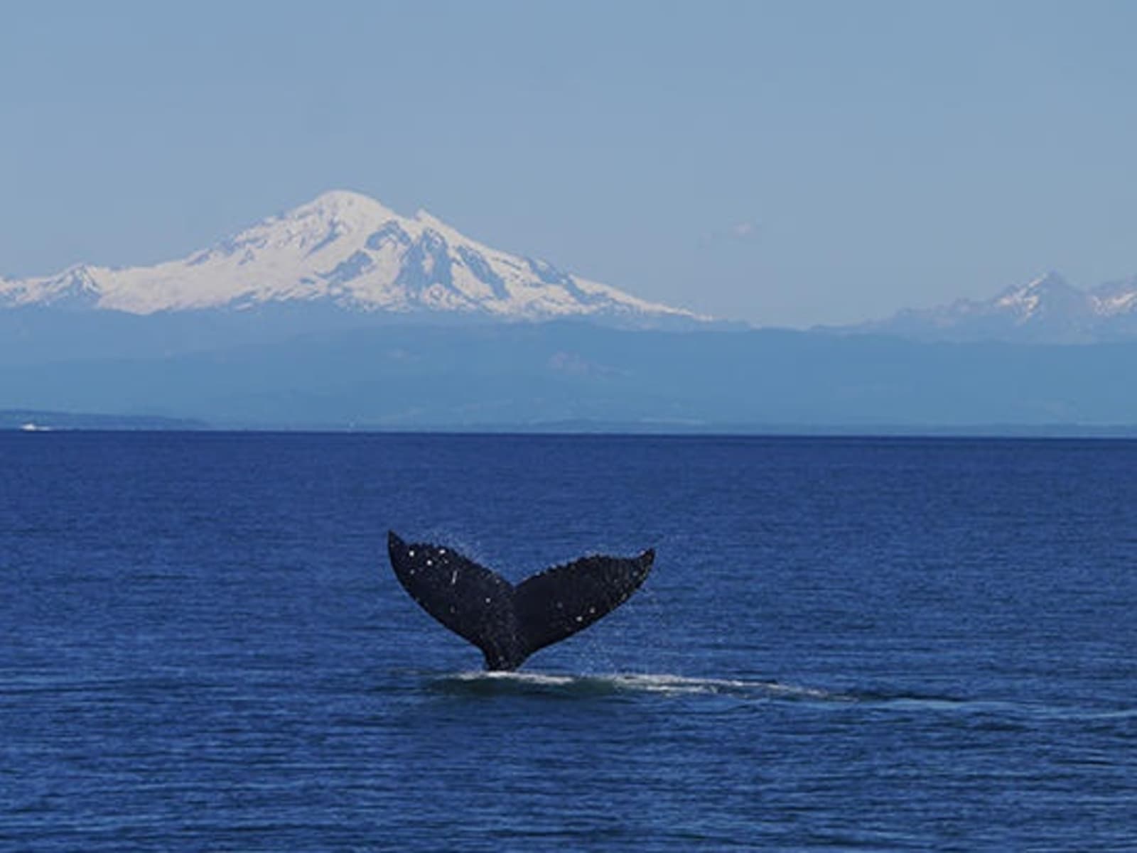 8-Whale-watching.jpg