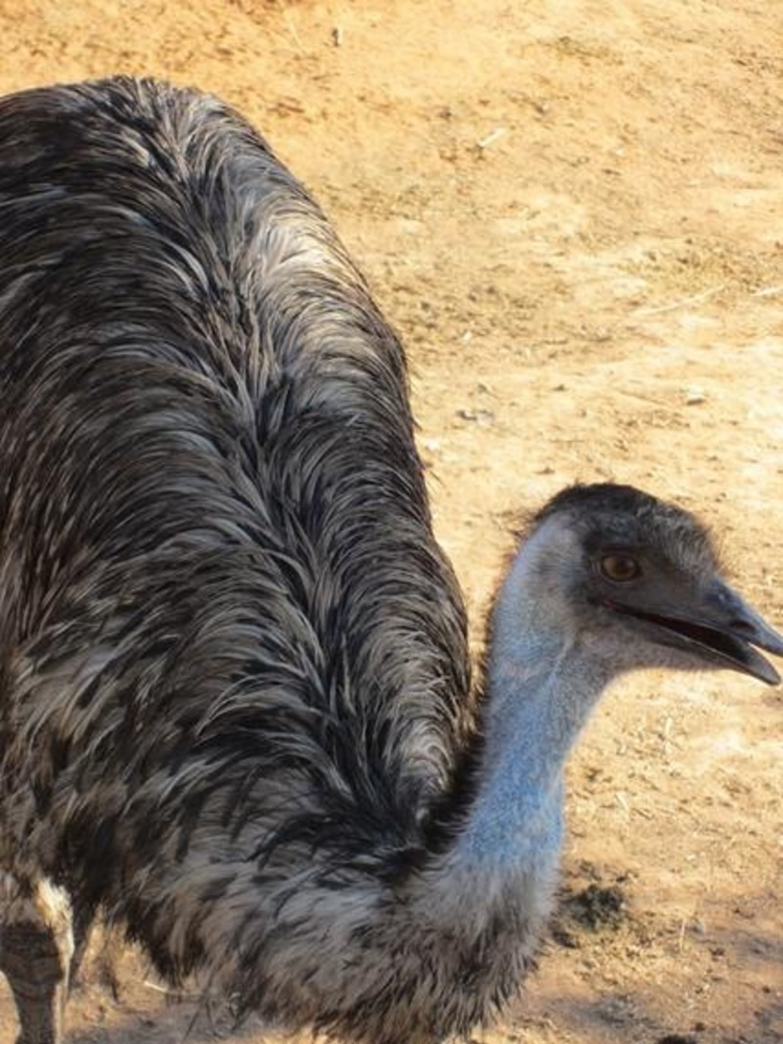 Australia-Emu.jpg