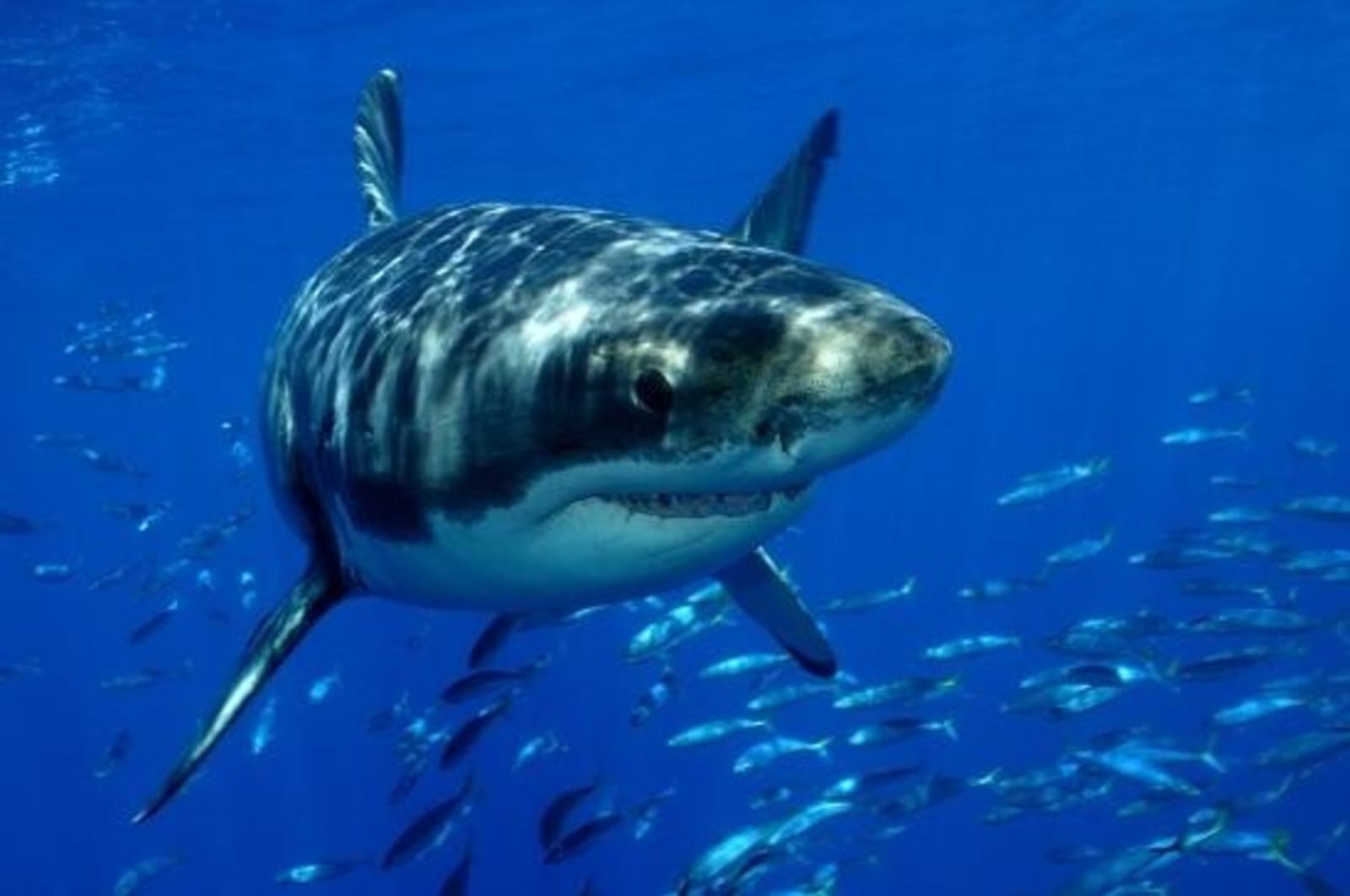 Australia-Great-White-Shark.jpg