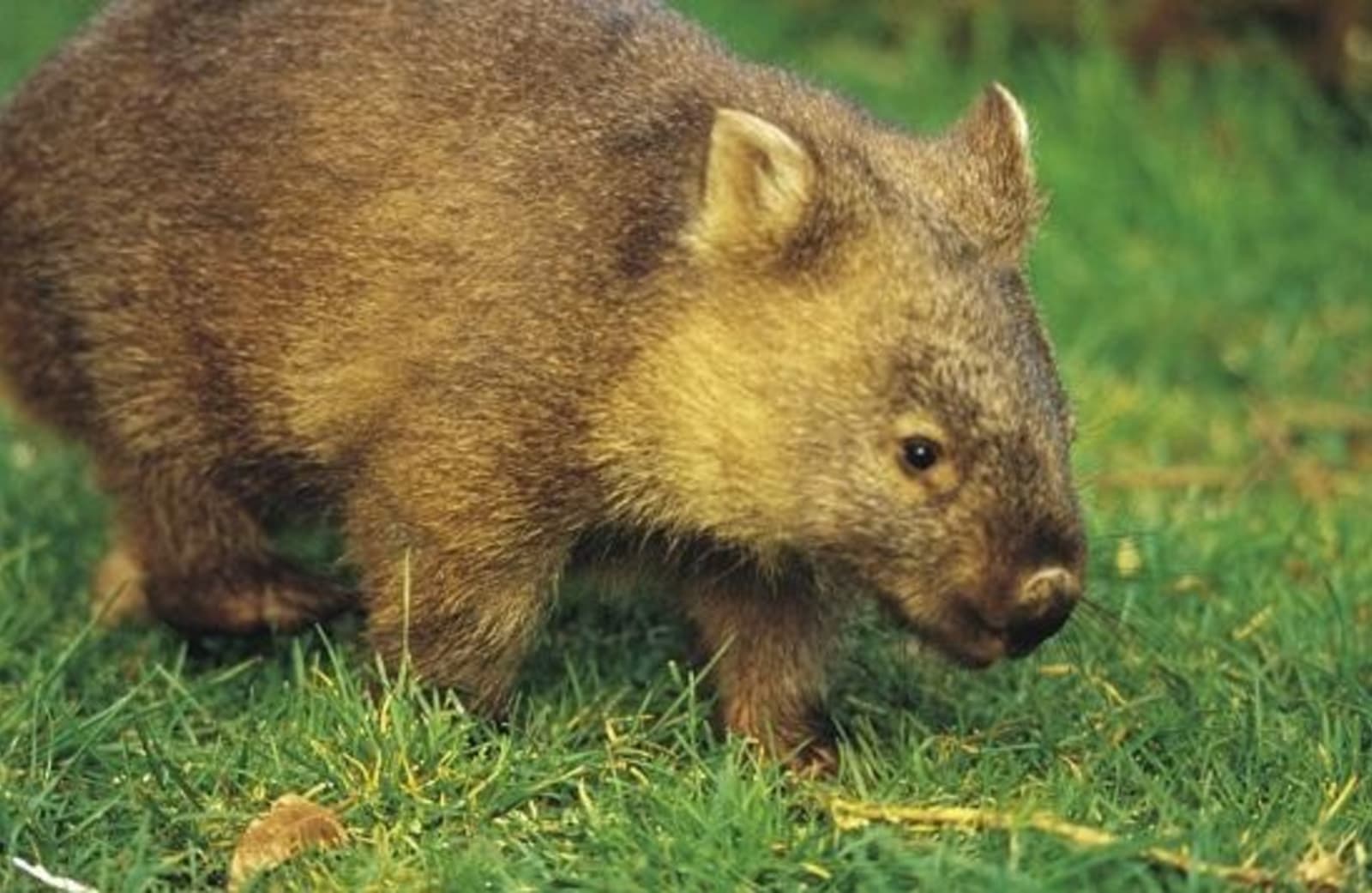 Australia-Wombat.jpg