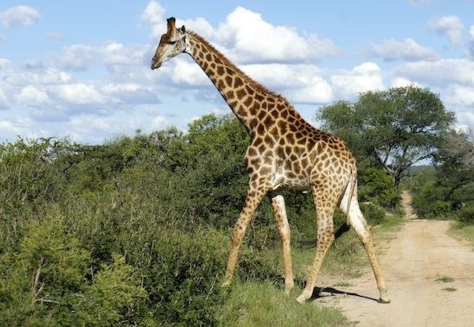 Giraffe-on-safari.jpeg
