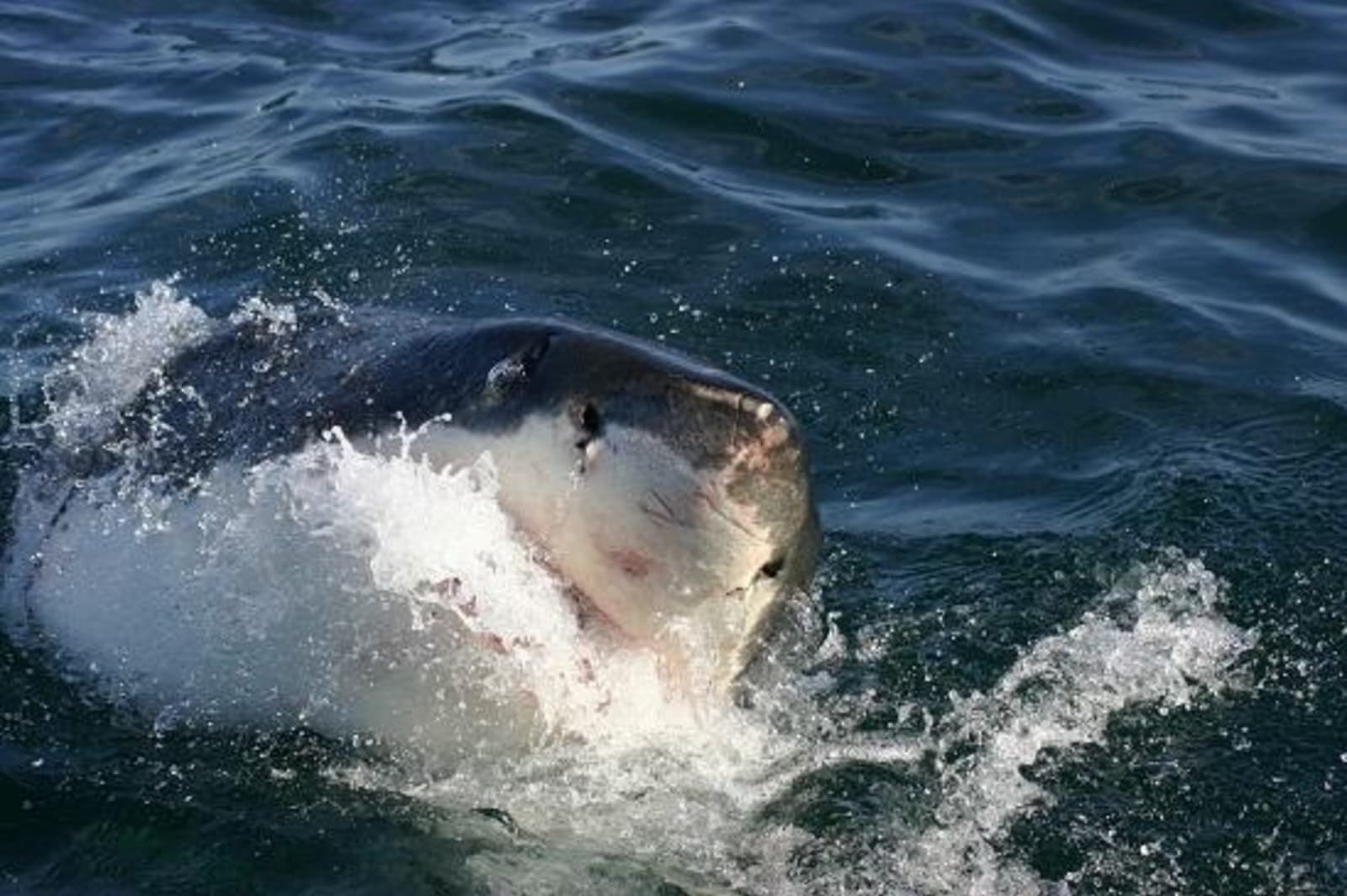 Great-White-shark-taken-off-the-coast-of-South-Africa.jpg