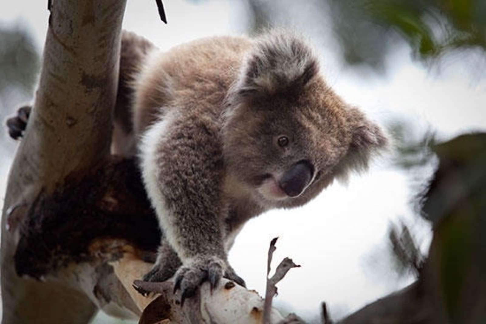 Koala-Conservation-Centre-1-Phillip-Island-Nature-Parks.jpg