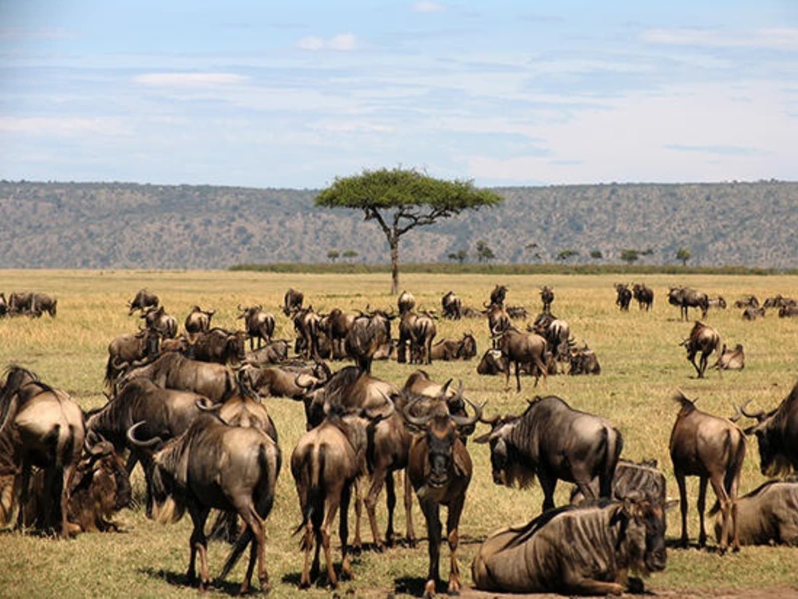 RS-7-Wildebeest-Migration-in-the-Masai-Mara.jpg
