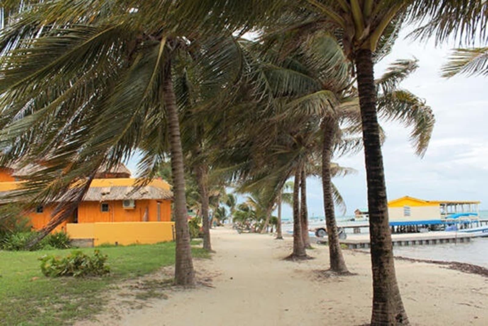Palm trees blowing in the breeze in Caye Caulker, Belize.