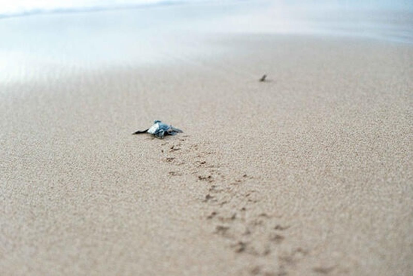 RS-Baby-Sea-Turtle.jpg