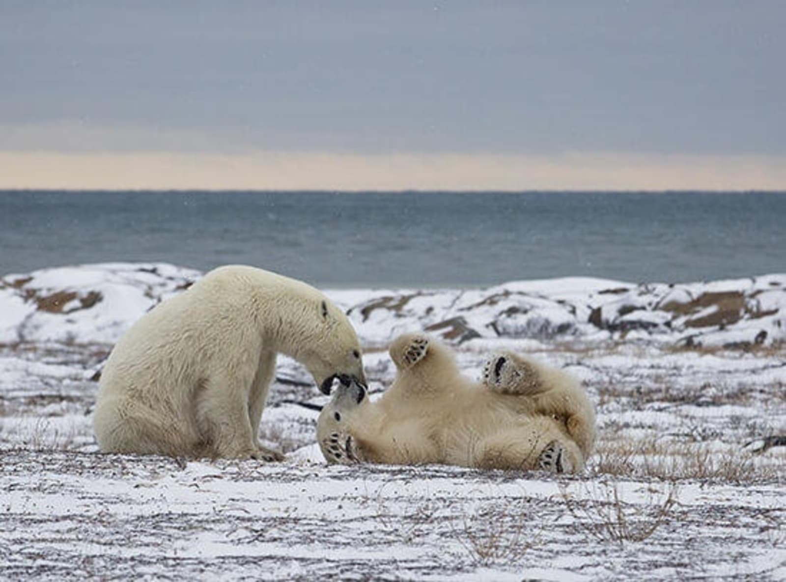RS-Bears-sparring-in-Hudson-Bay-Churchill-shutterstock_564935995.jpg