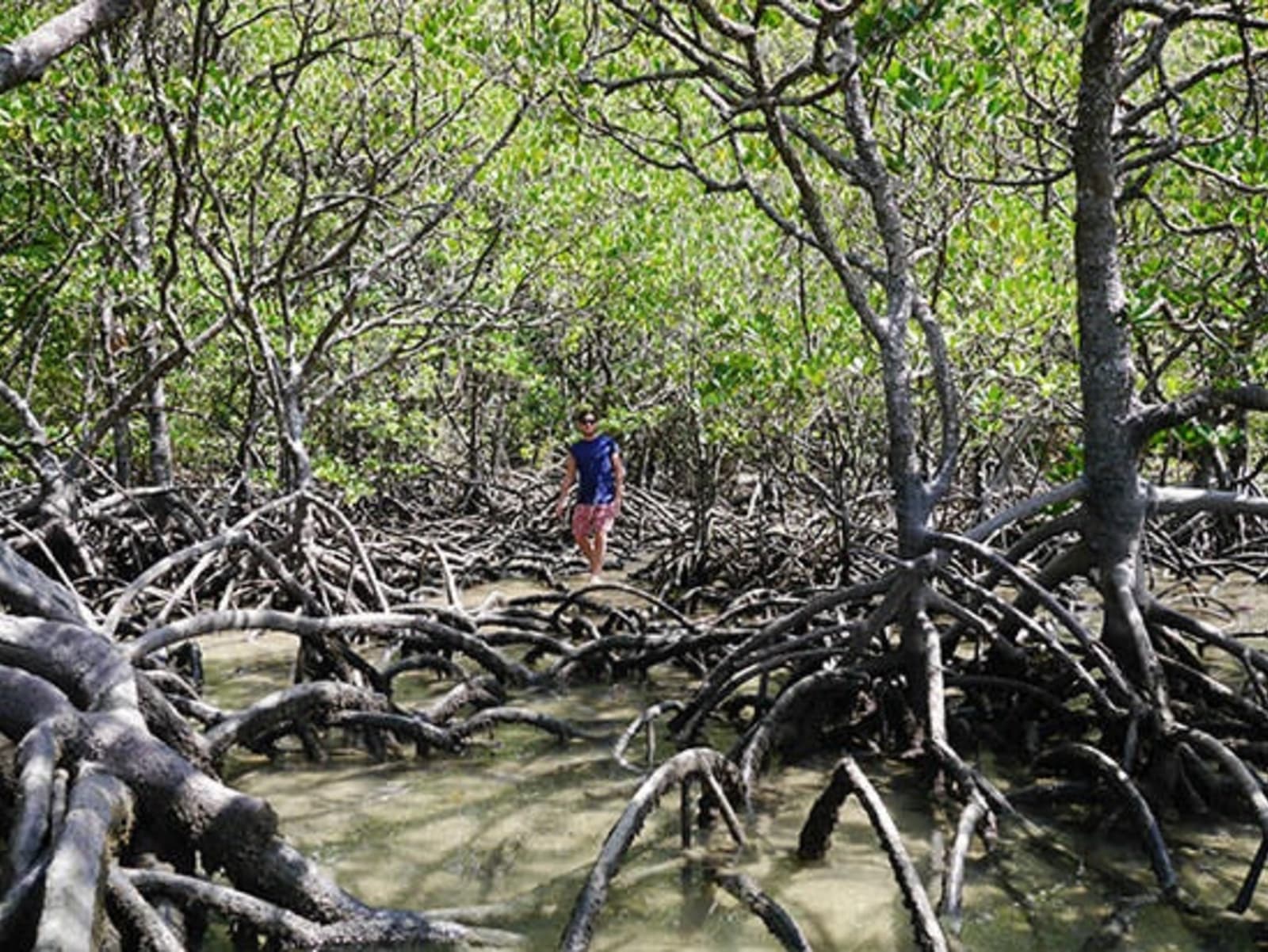 RS-Cape-Trib-mangroves-P1150809.jpg