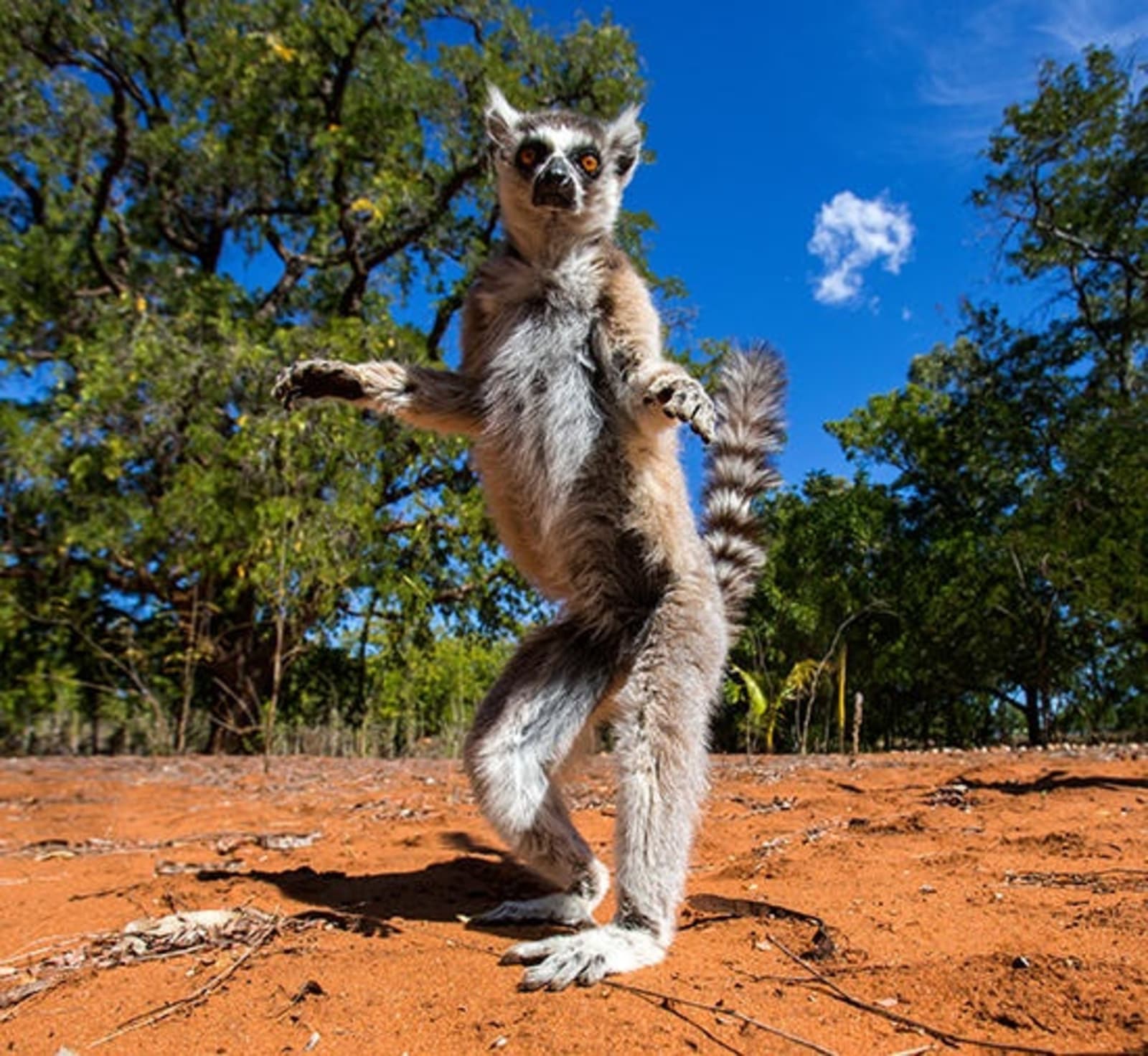 RS-Dancing-lemur-in-Madagascar-shutterstock_256089874.jpg