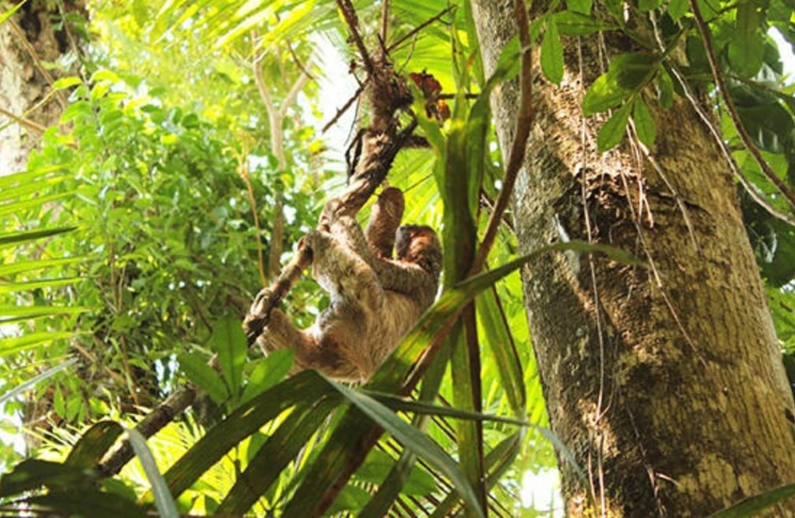 RS-Day-5-Sloth-at-Manuel-Antonio-National-Park.jpg
