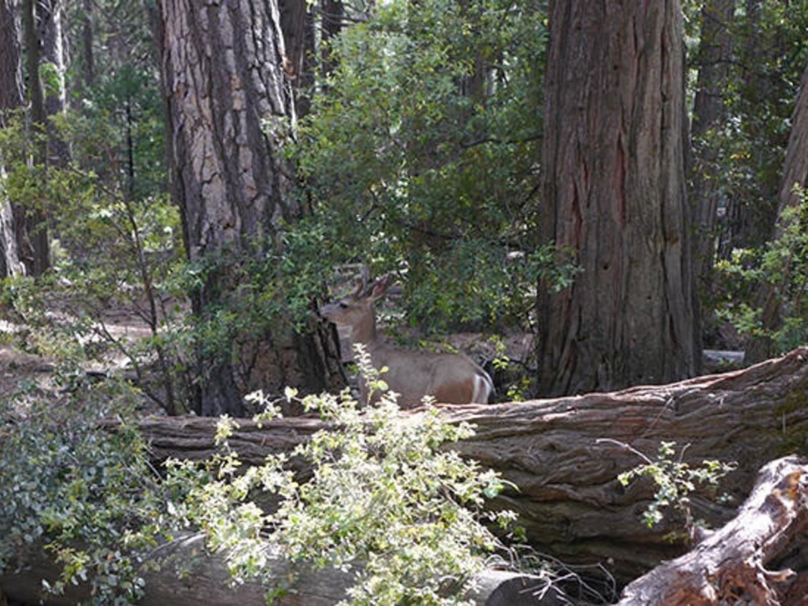 RS-Deer-near-Lower-Yosemite-Falls.jpg