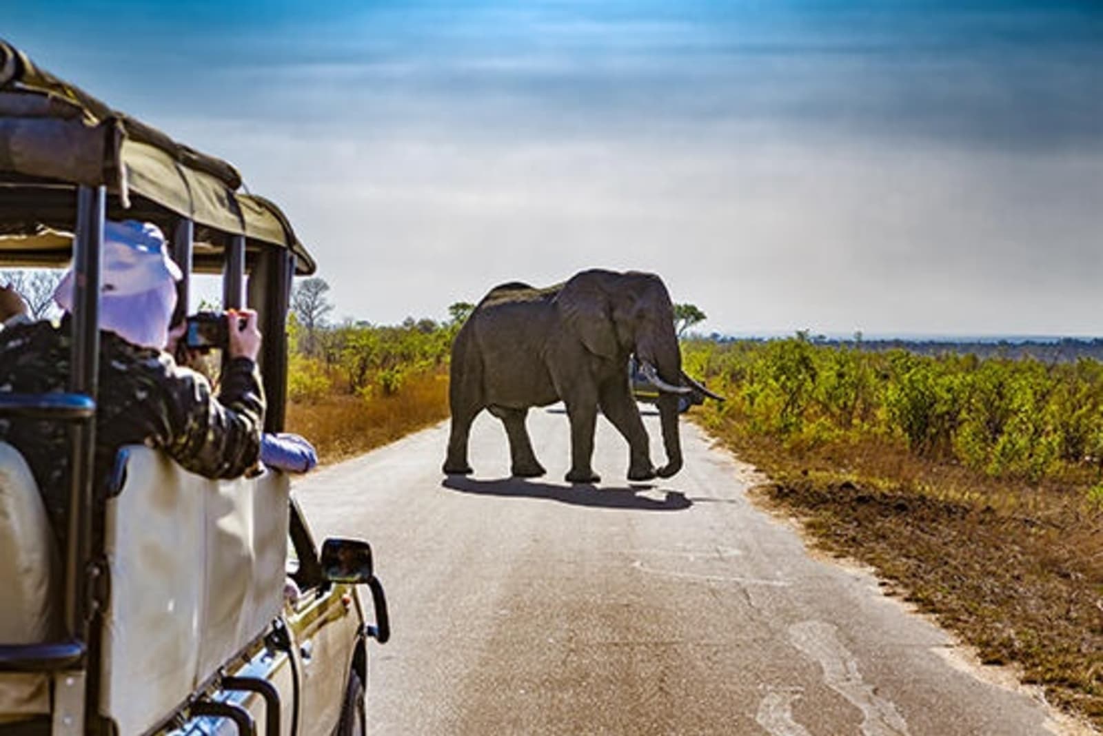 RS-Elephants-Kruger-shutterstock_557534059.jpg