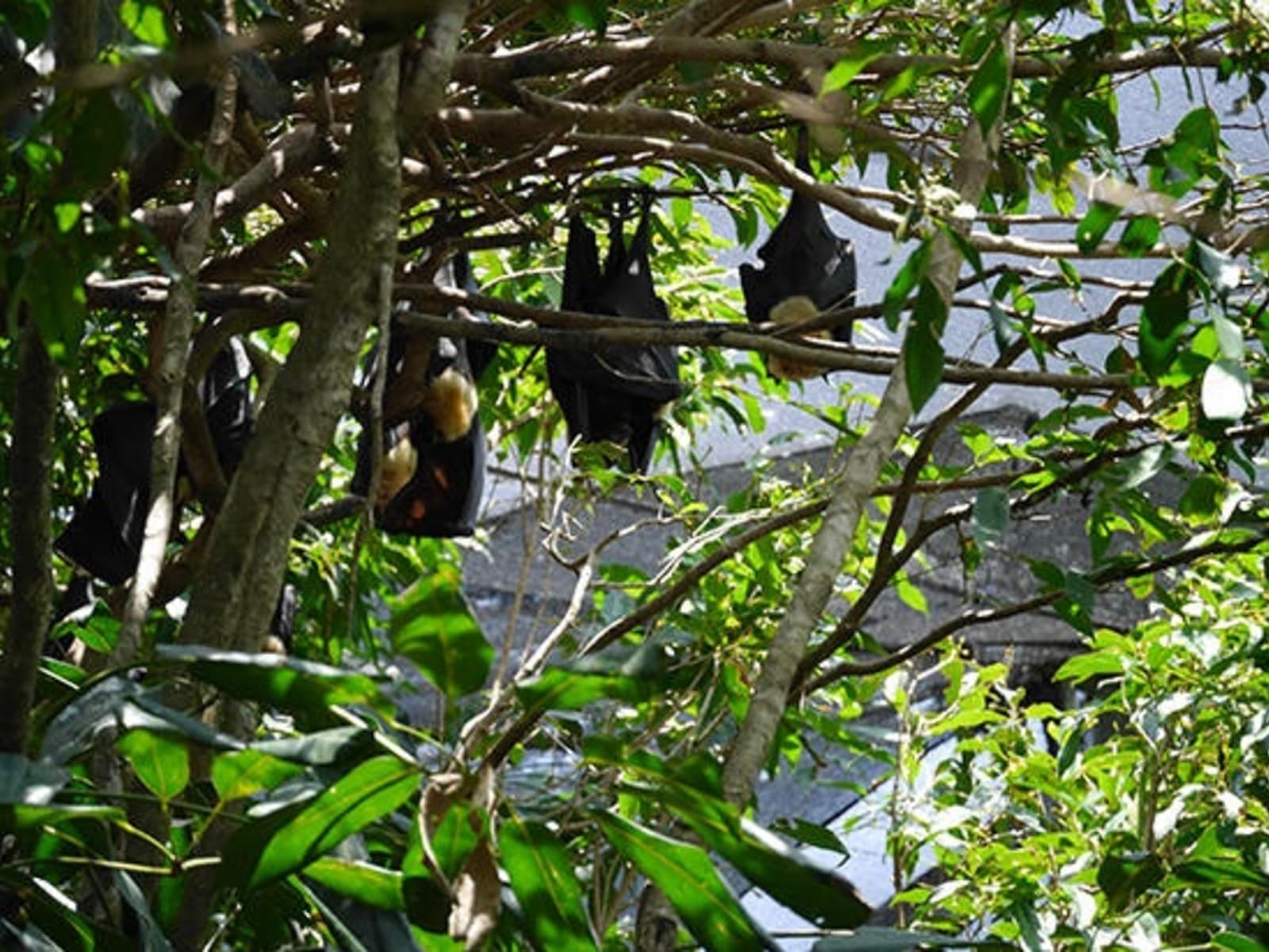 RS-Flying-foxes.jpg