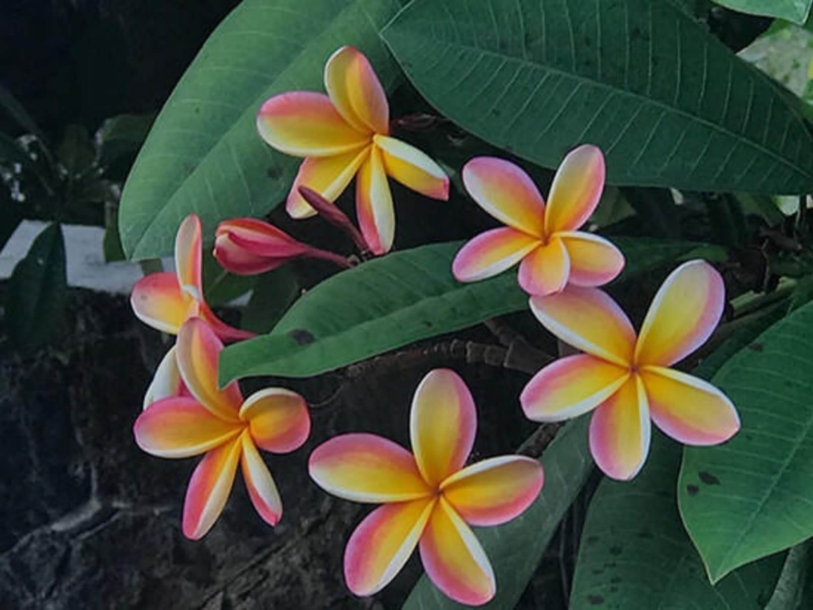 RS-Hawaiian-flowers-IMG_3363.jpg
