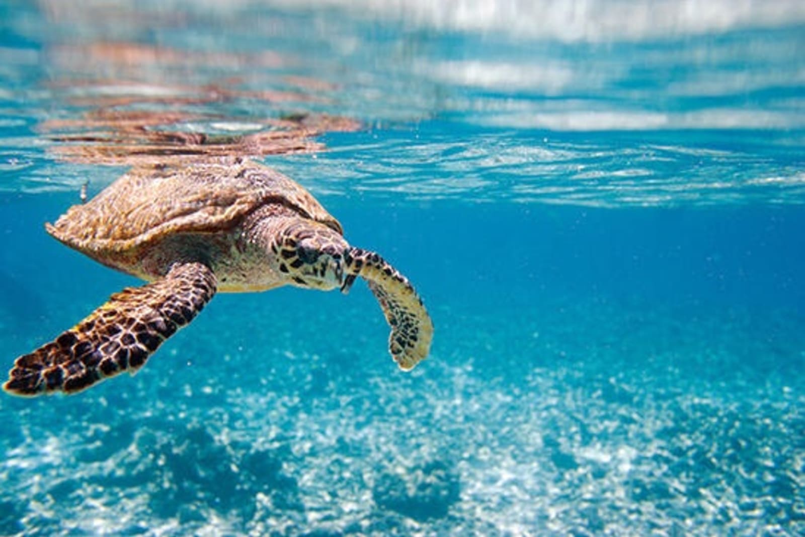 RS-Hawksbill-sea-turtle-swimming-in-Indian-ocean-in-Seychelles.jpeg