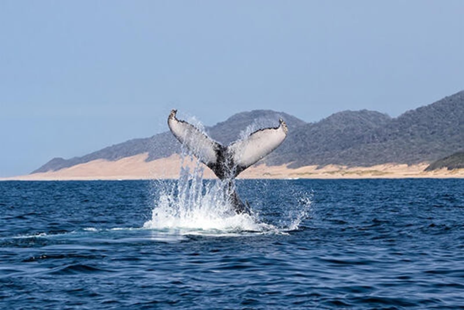 RS-Humpback-whale-south-africa-shutterstock_358955297.jpg
