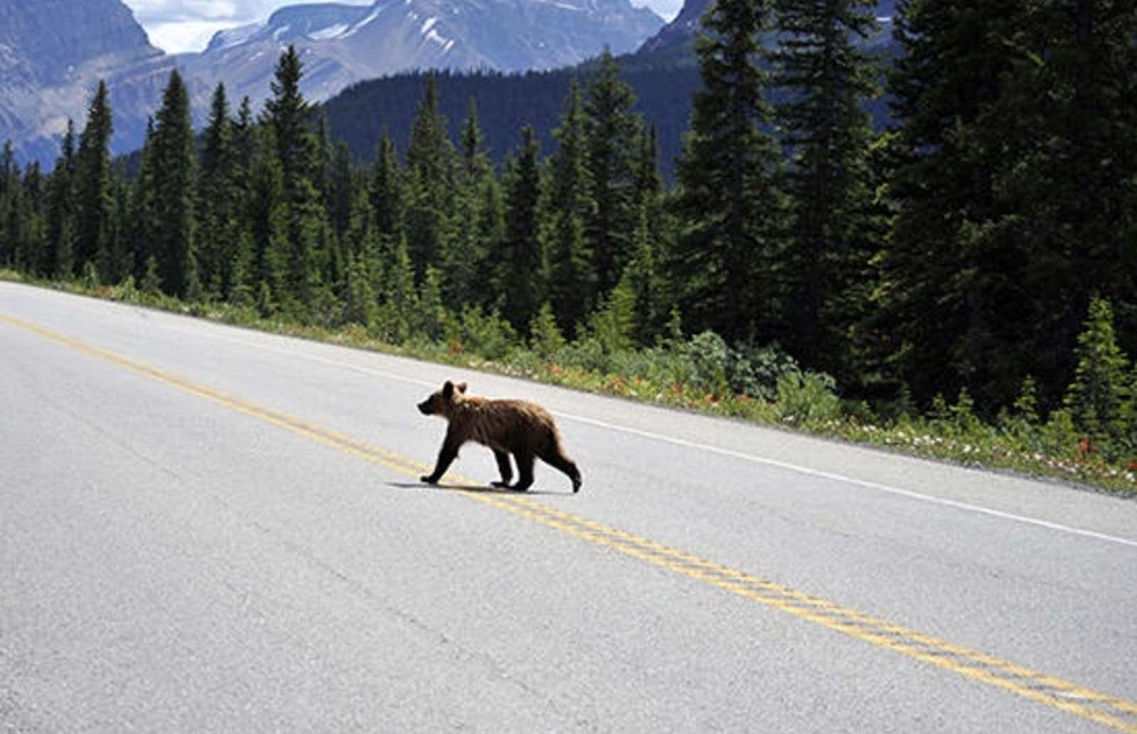 Baby bear walks across a road with mountains in the background.
