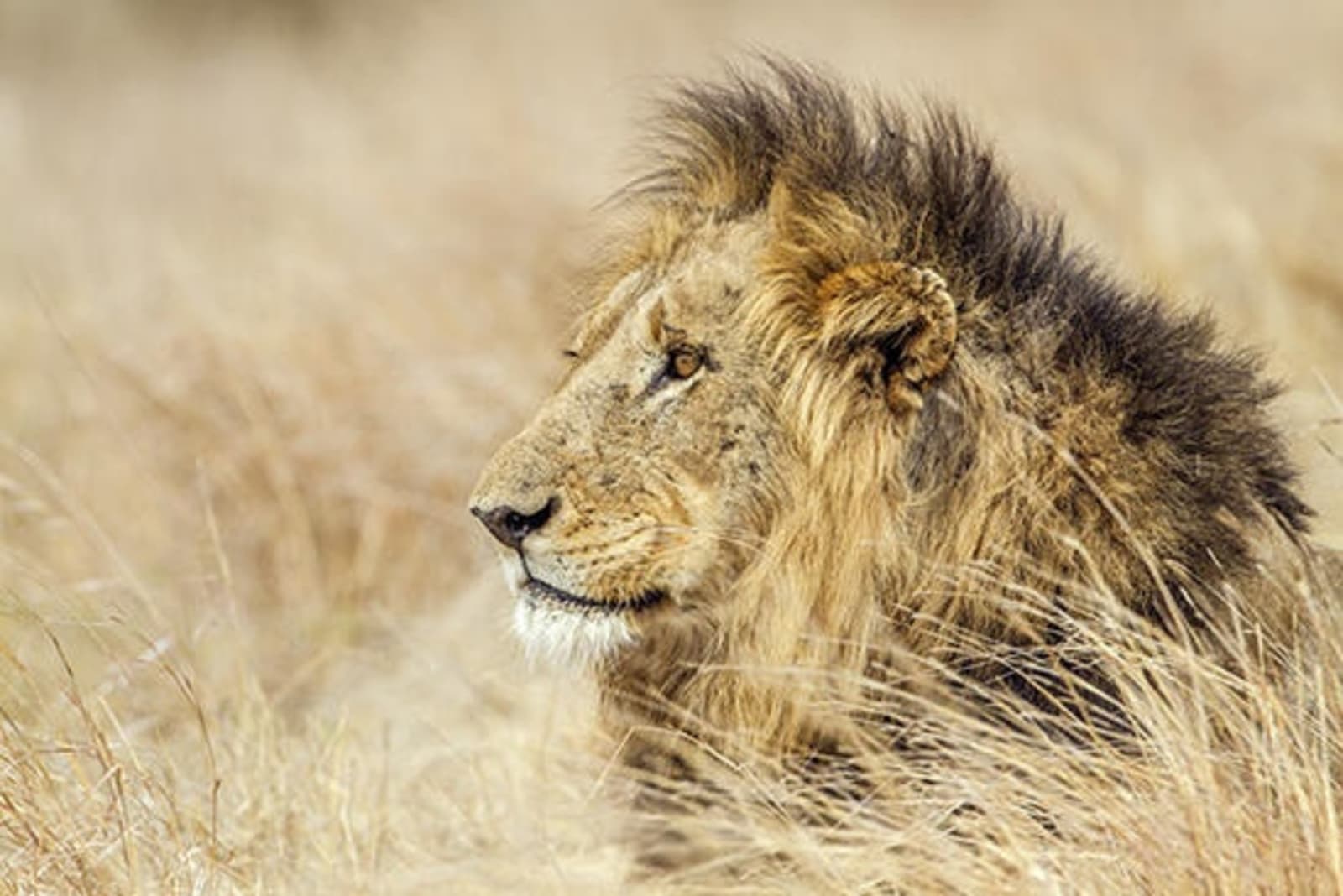 RS-Lion-in-Kruger-shutterstock_367076444.jpeg