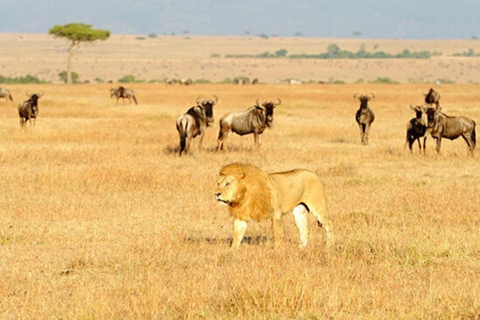 RS-Lion-in-the-Masai-Mara-shutterstock_240846937.jpg