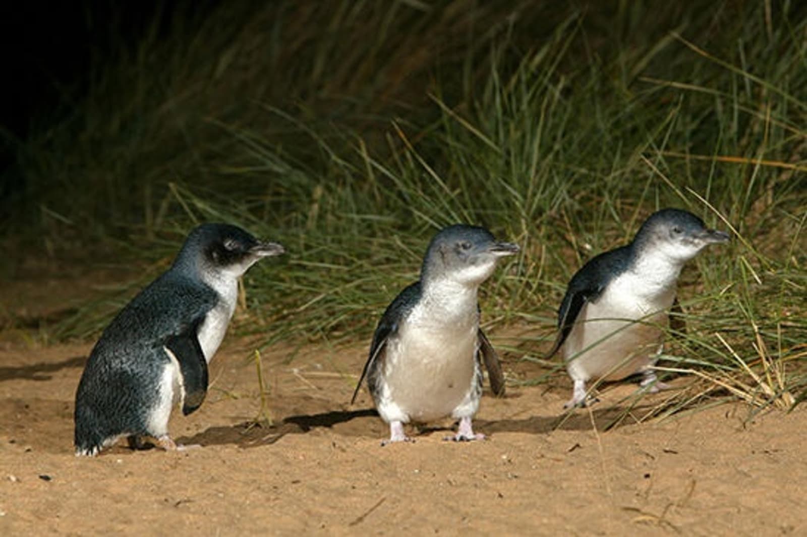 RS-Phillip-Island-Penguin-Parade-Three-penguins-2.jpg