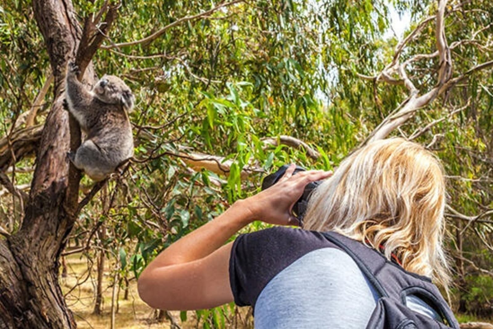 RS-Photographing-a-koala-Australia-shutterstock_354968972.jpg