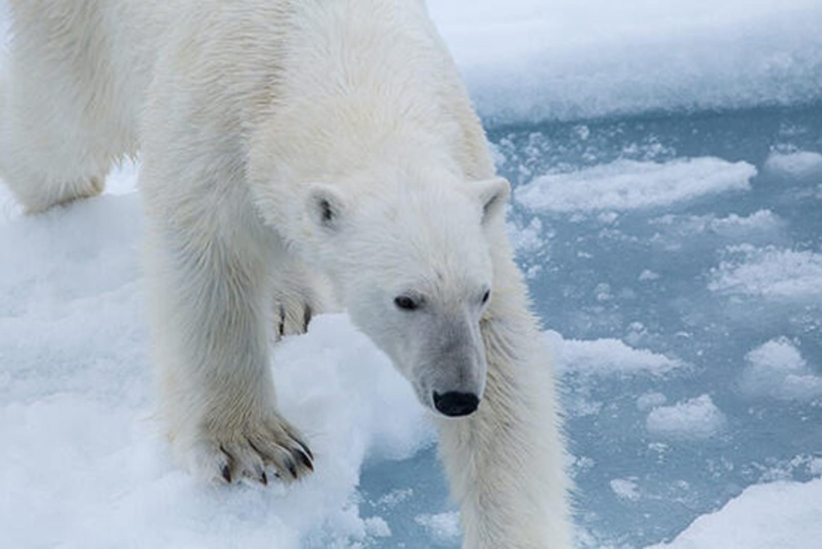 RS-Polar-bear-in-Svalbard-shutterstock_562417588.jpg