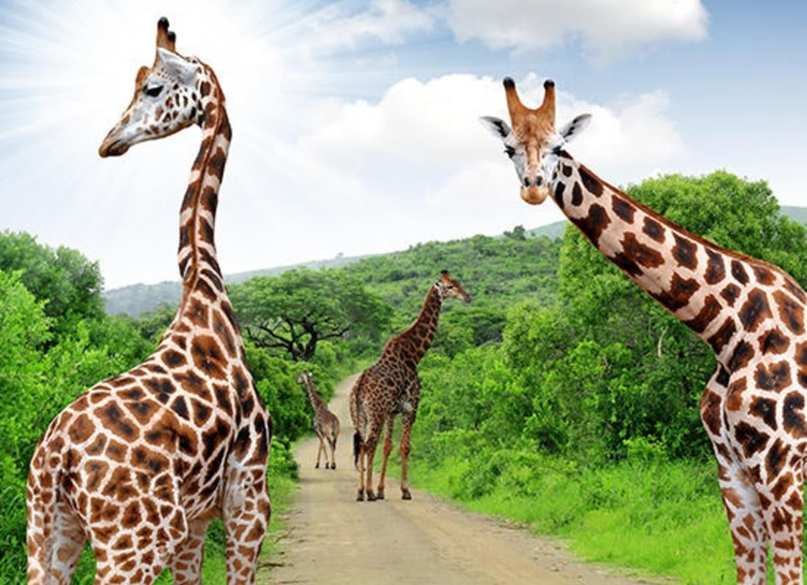 RS-South-Africa-safari-shutterstock_121889923.jpeg