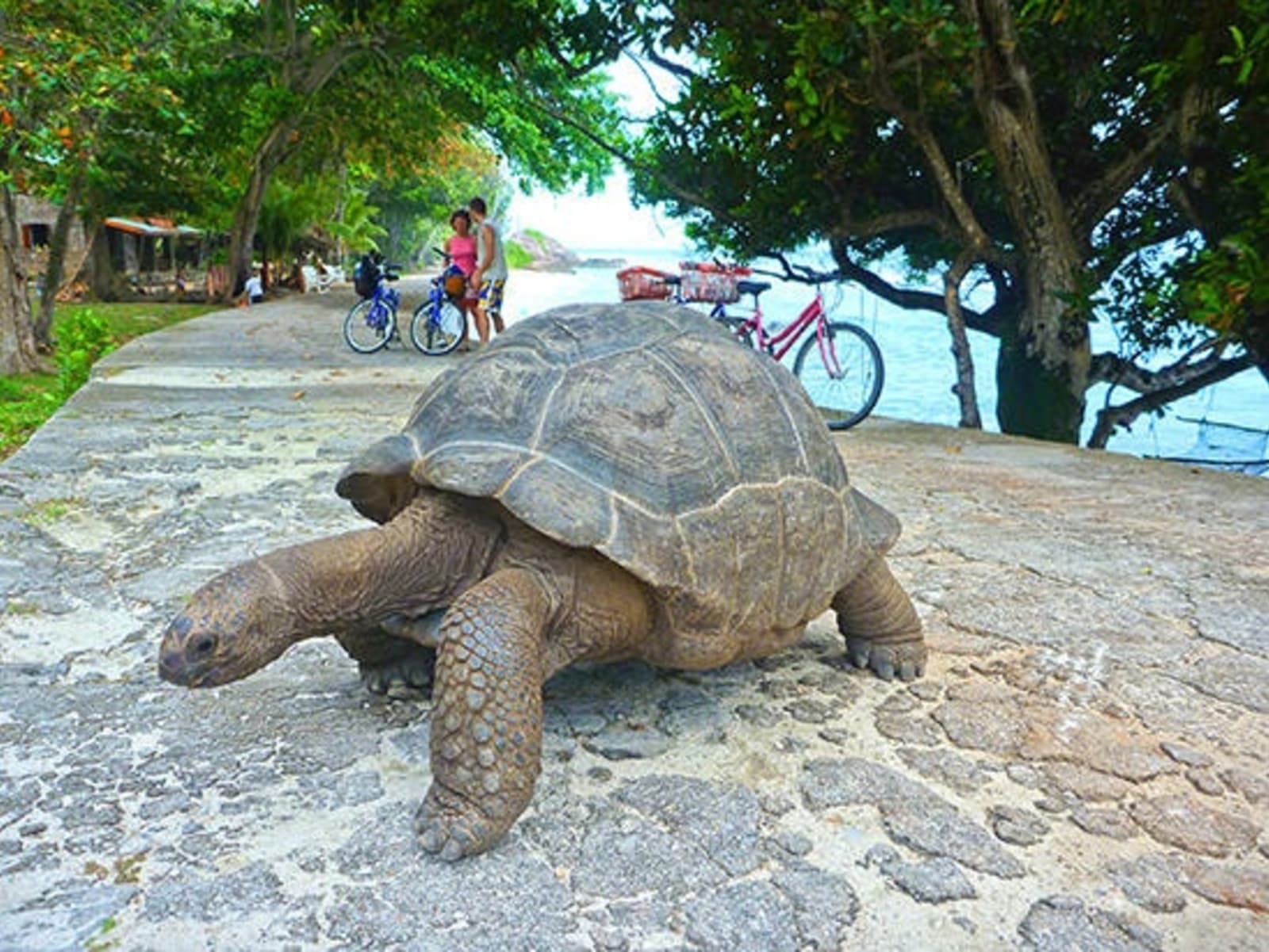 RS-Tortoise-Fregate-Island.jpeg