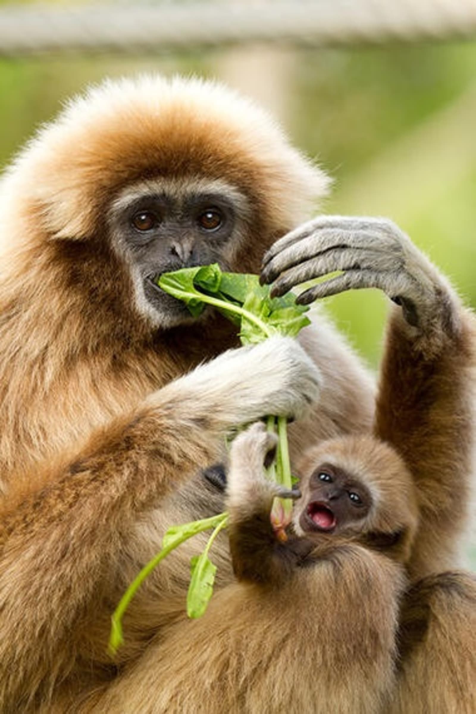 RS-White-handed-gibbon-and-baby-shutterstock_115396750.jpeg