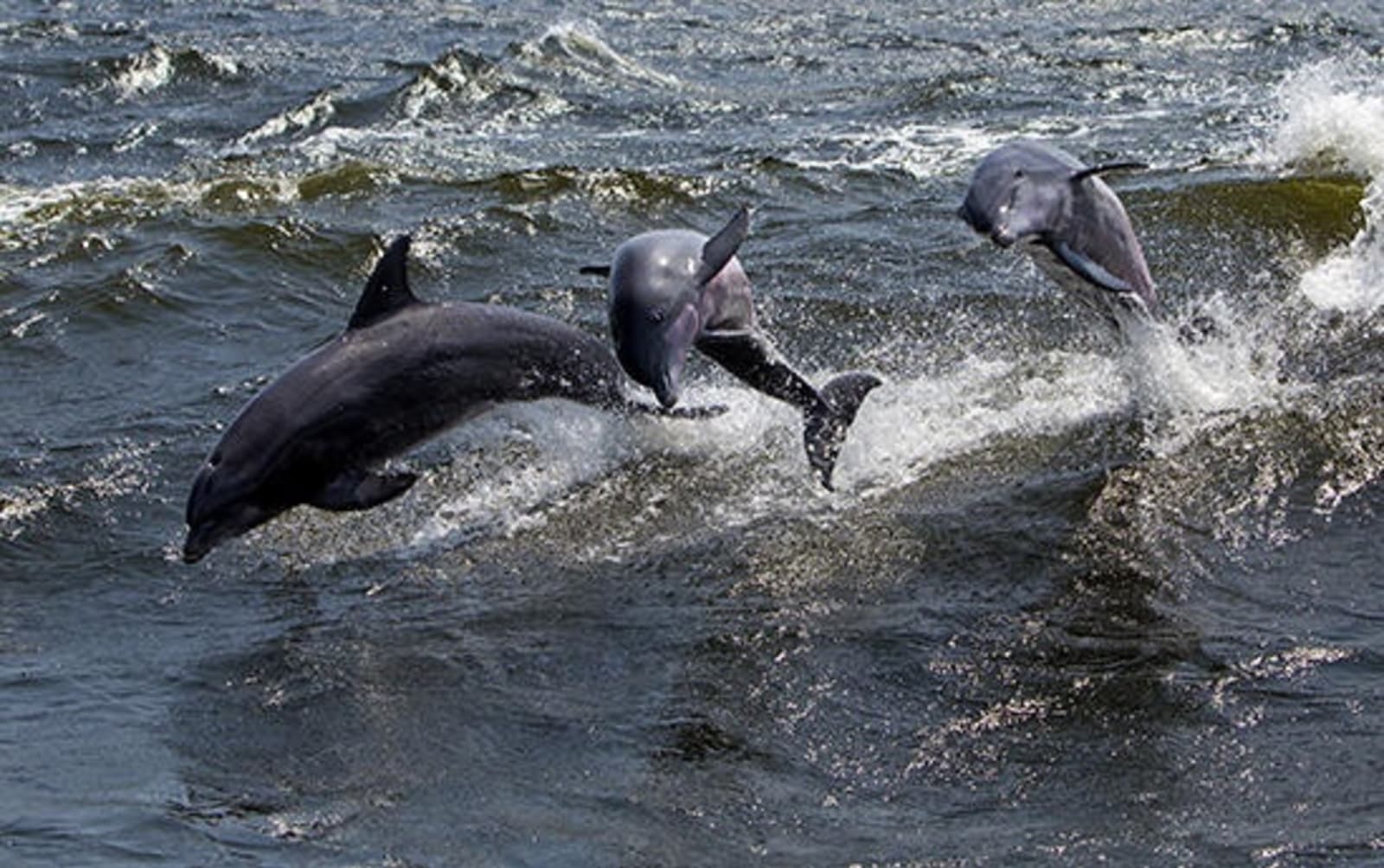 RS-dolphins-in-florida-shutterstock_148226276.jpg