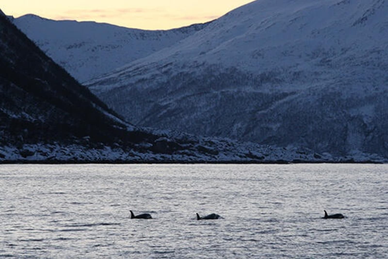 RS-orcas-in-Tromso-shutterstock_514991815.jpg