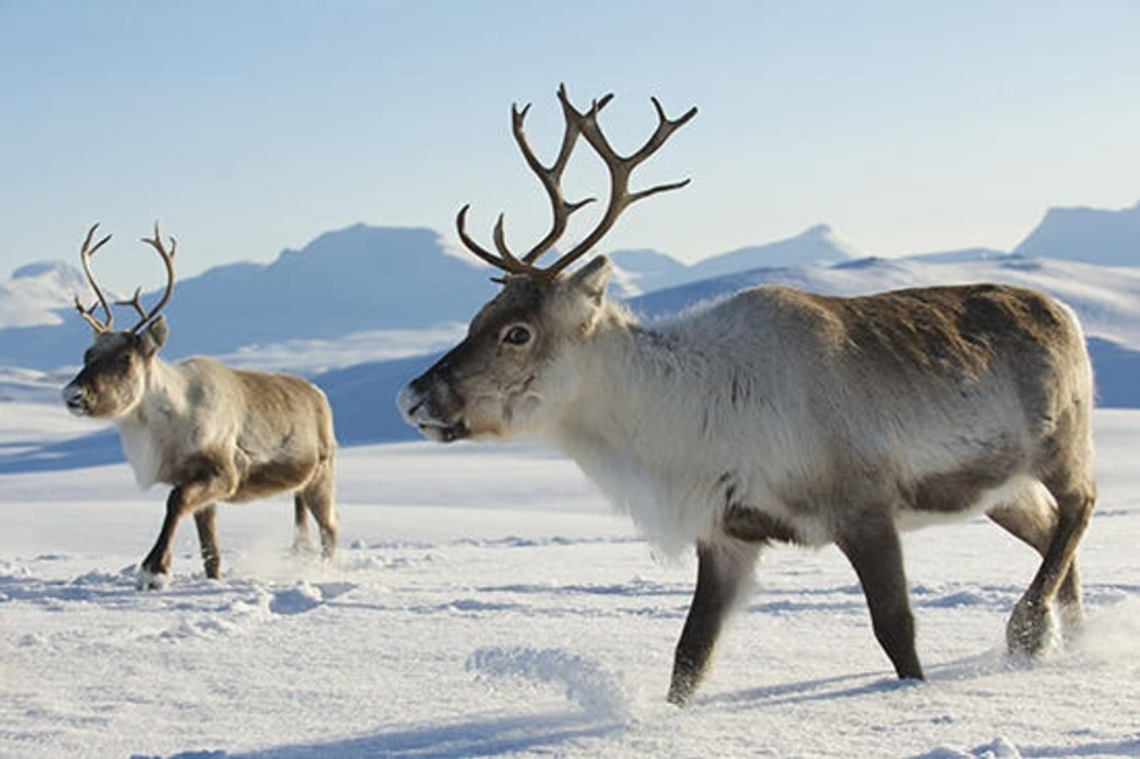 RS-reindeers-in-Tromso-area-shutterstock_234537685.jpg