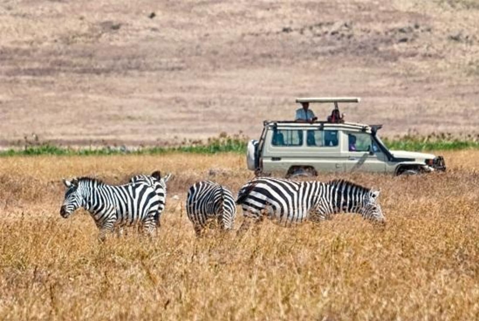 Tourists-watching-zebras-from-a-4x4-car-during-a-Safari_89466859.jpg