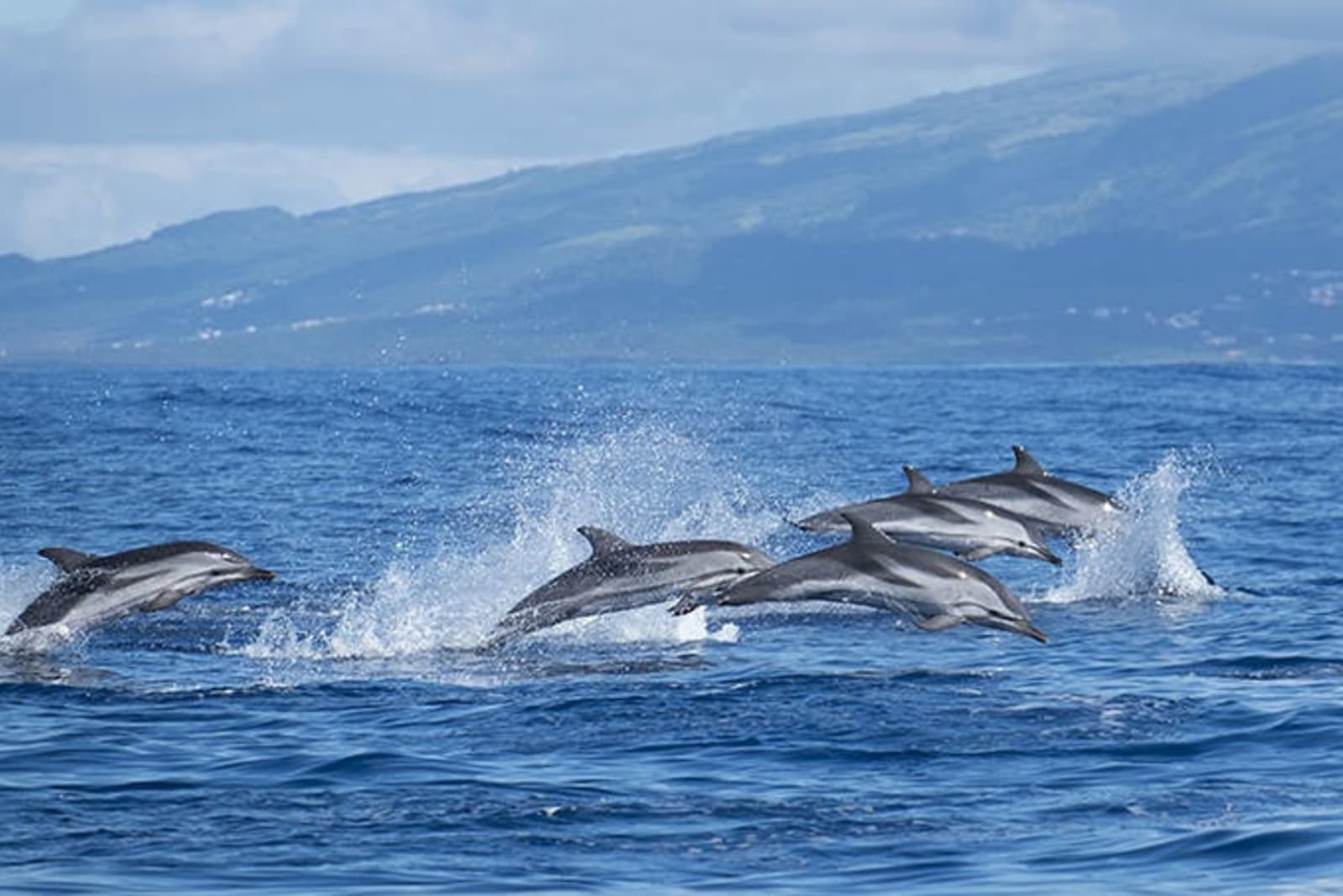 atlantic-striped-dolphins-in-the-azores.jpg