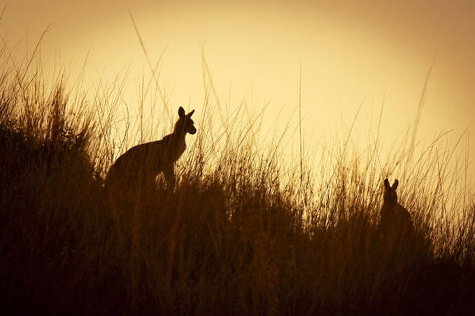 australia-kangaroos-ps.jpg
