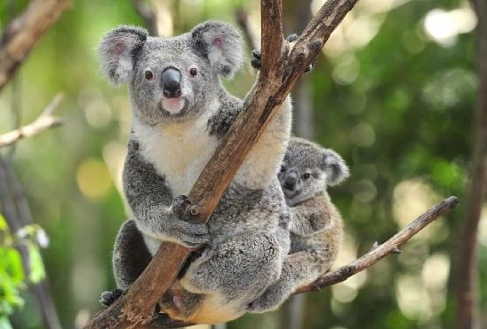 Emu little creatures koala sale