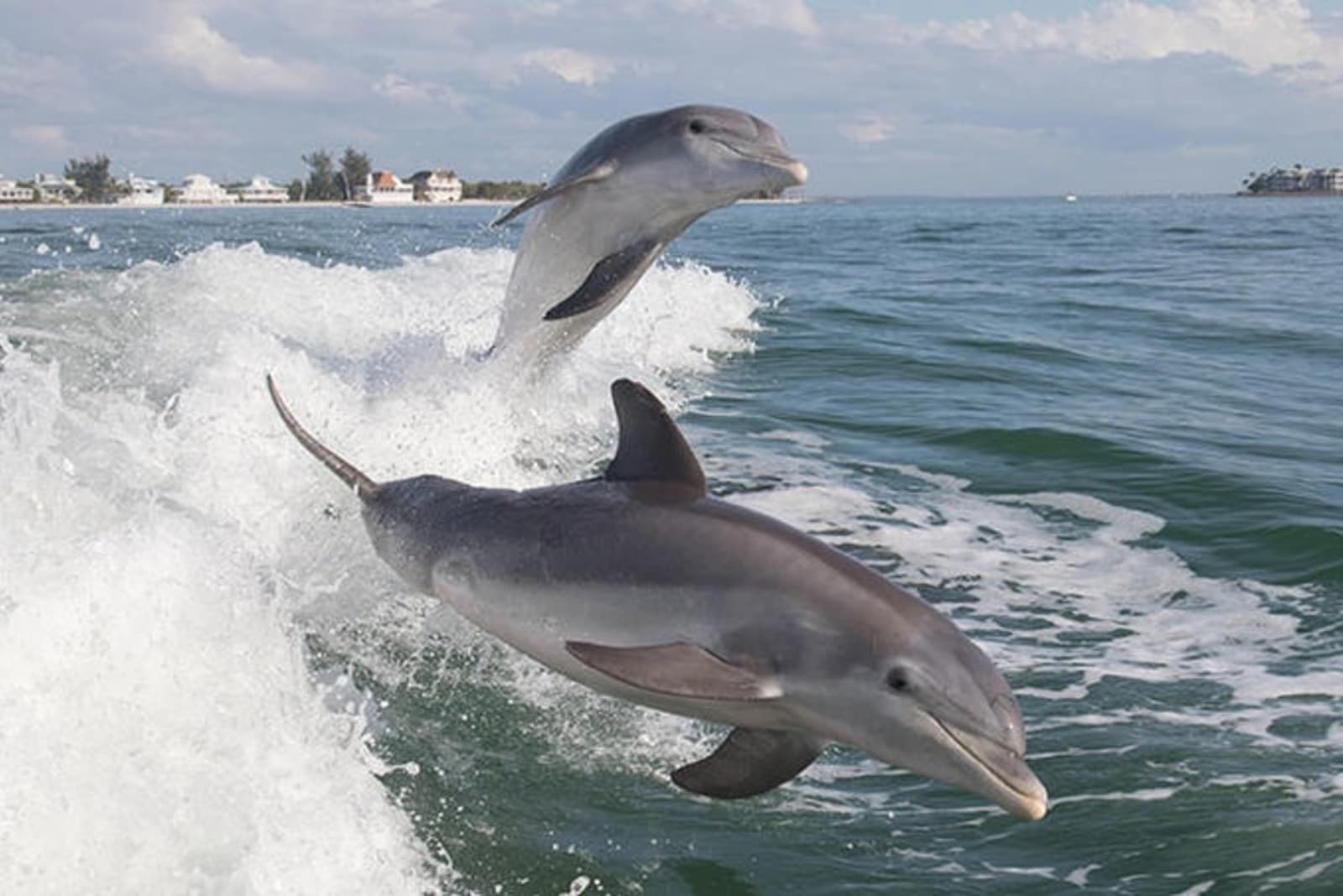 bottlenose-dolphins-jumping-in-bow-waves-florida.jpg