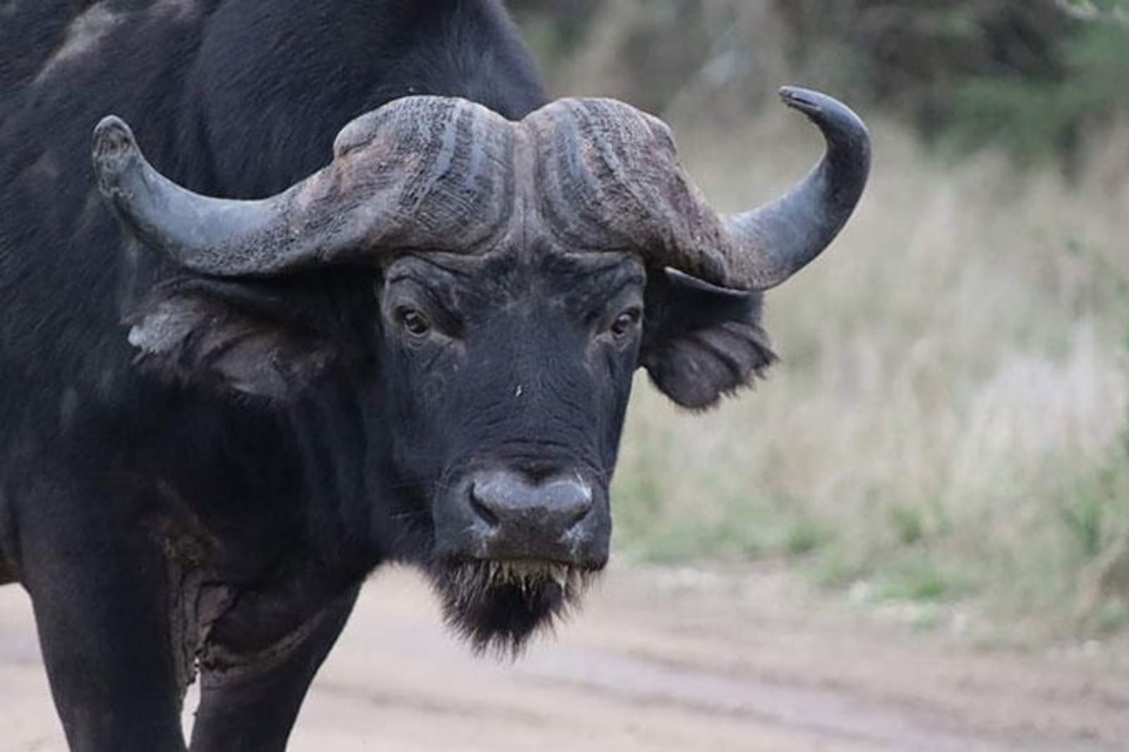 buffalo-ps.jpg