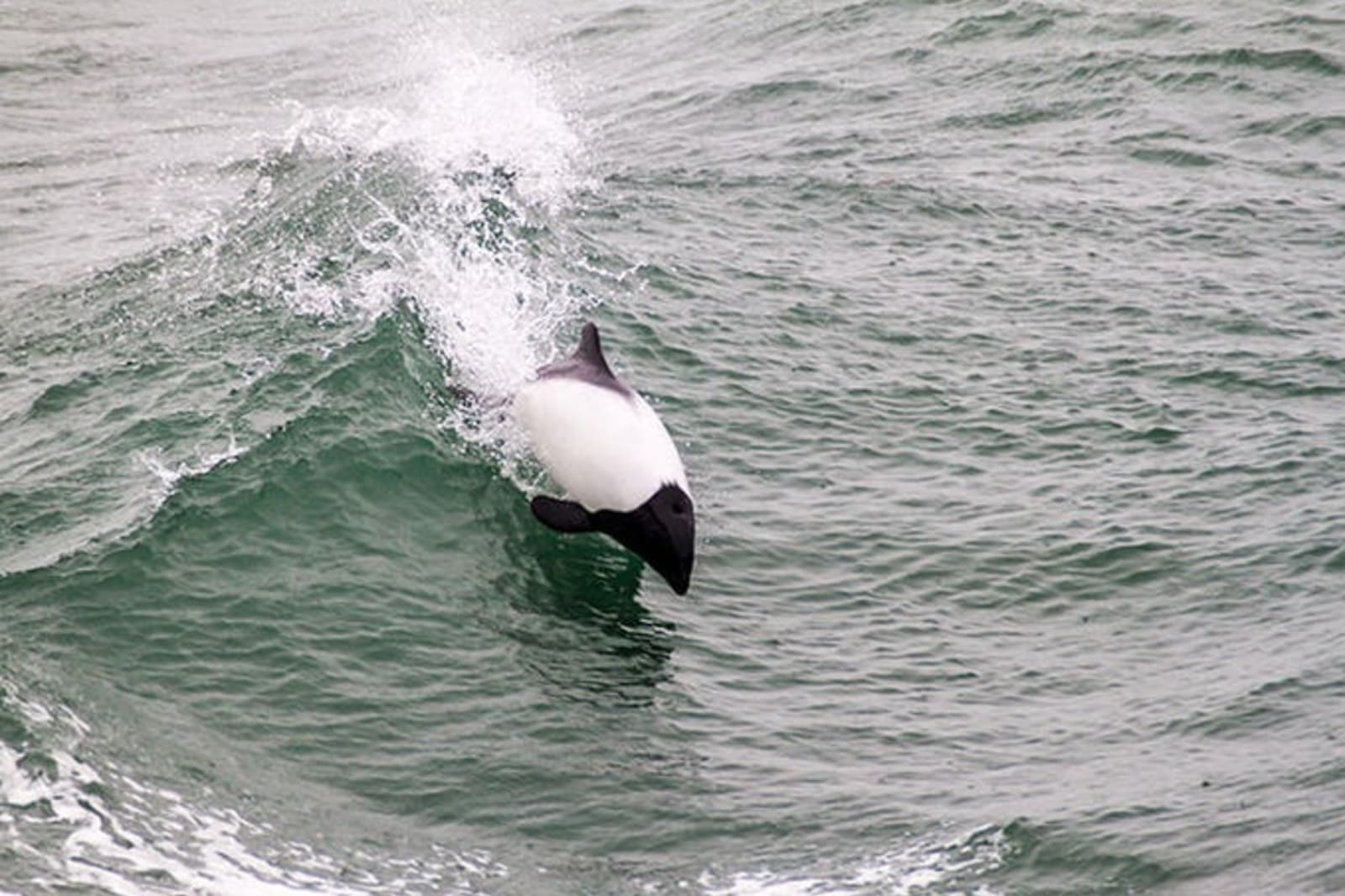commersons-dolphin-in-chile-magellan-strait.jpg
