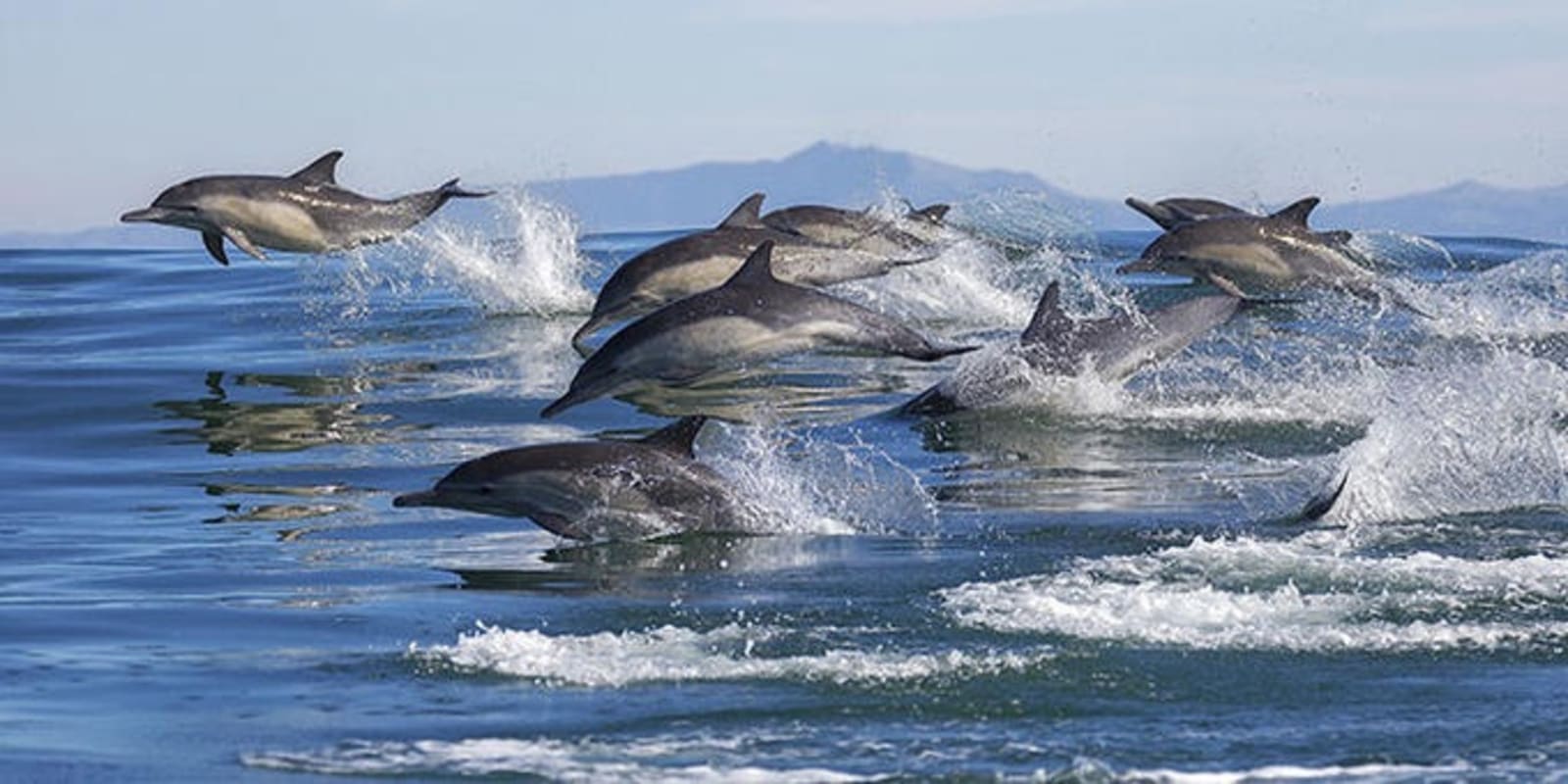 common-dolphins.jpg