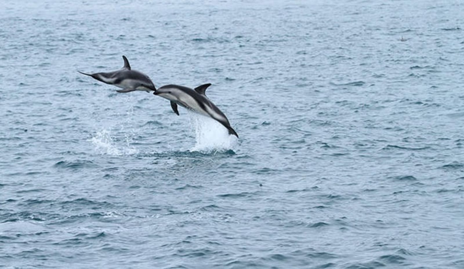 dusky-dolphins-jumping.jpg