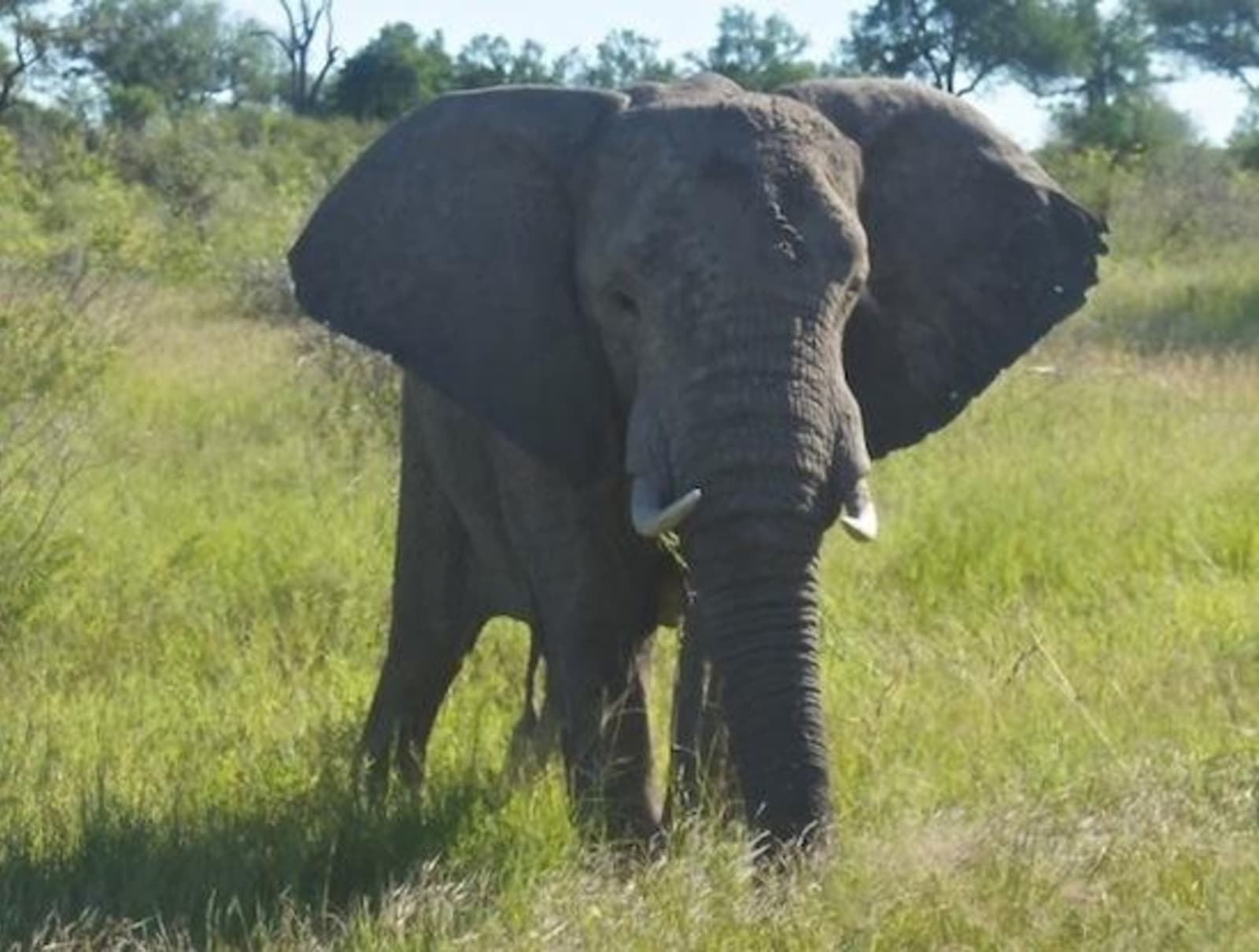 elephant-in-kruger-national-park-south-africa.jpeg