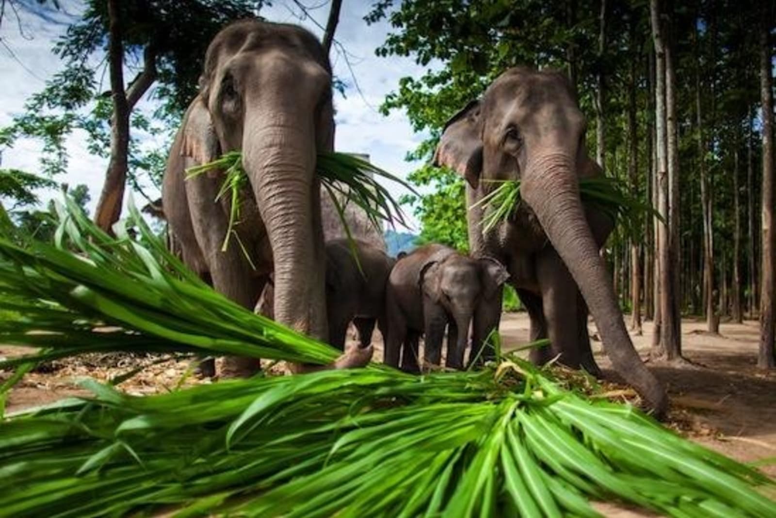 elephants-thailand108225581.jpg