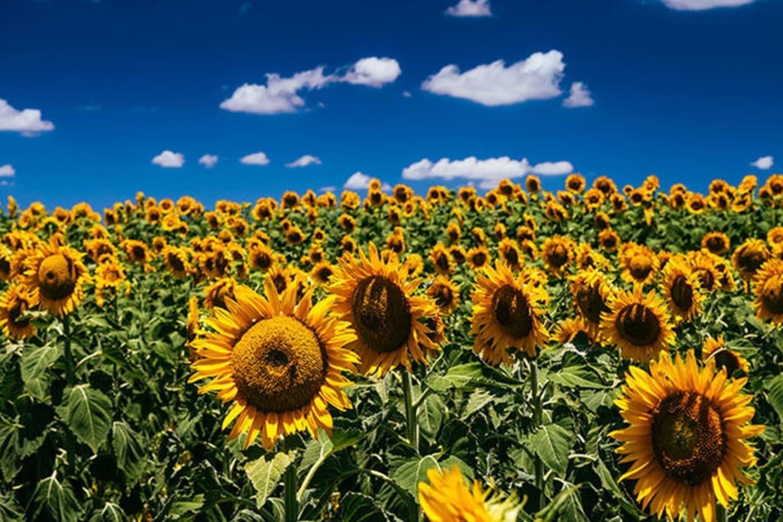 field-sunflowers-queensland.jpg